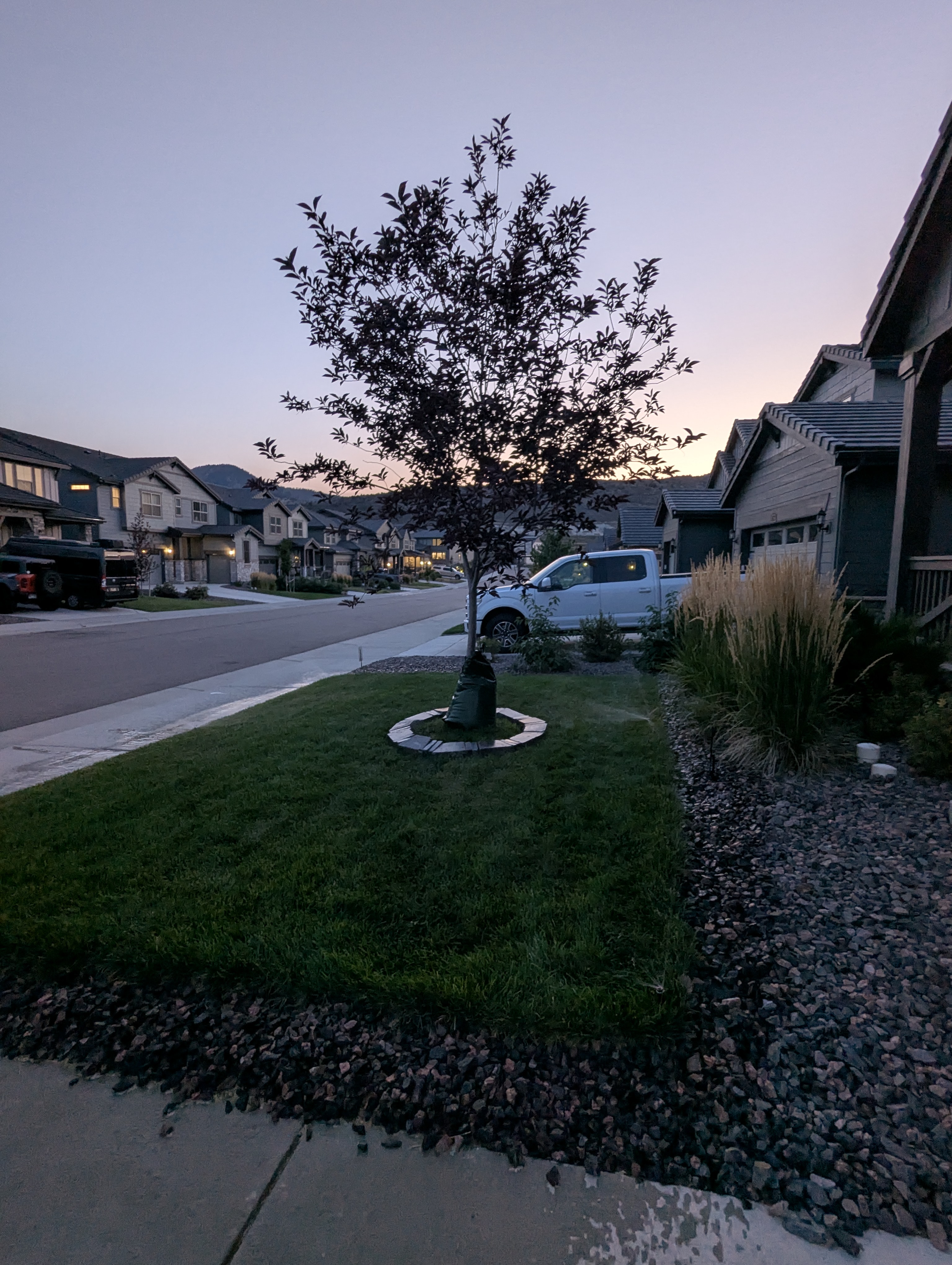Tree Ring, Home Improvement, Morrison, Colorado